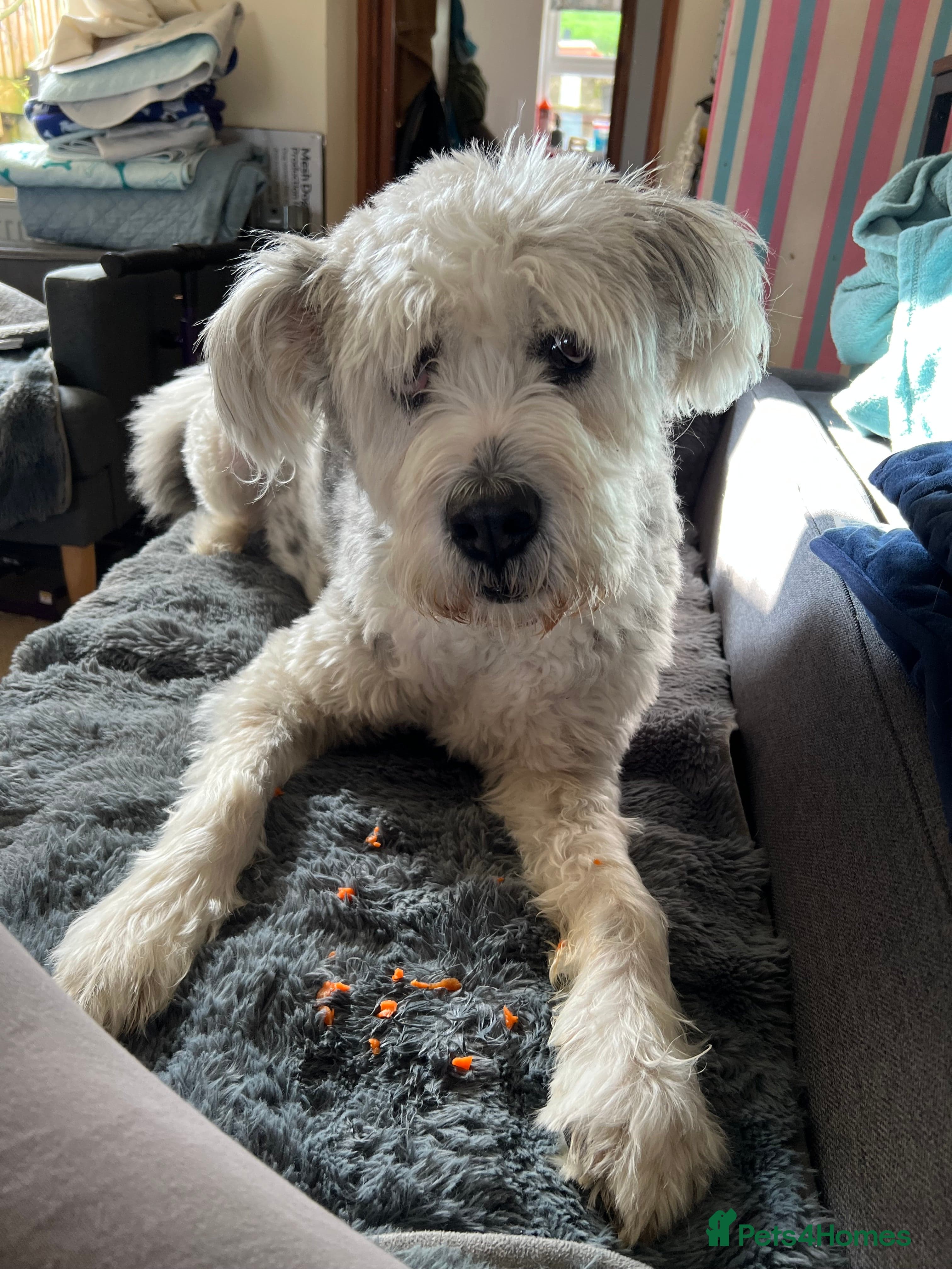 Teddy photo 6
