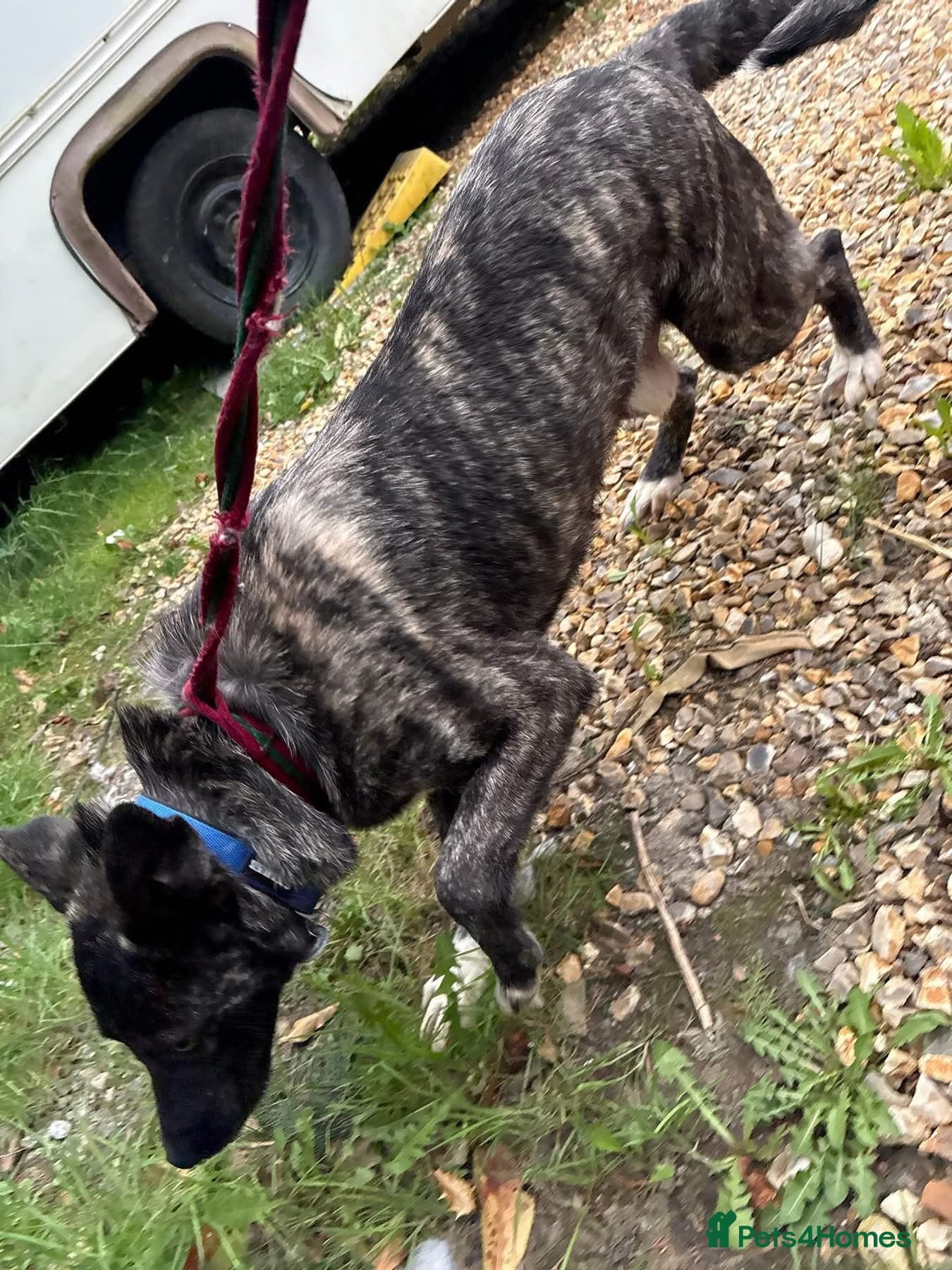 Jasper - Norwich Norfolk photo 3
