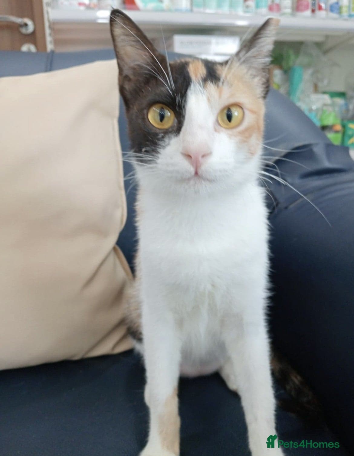 Patches photo 3