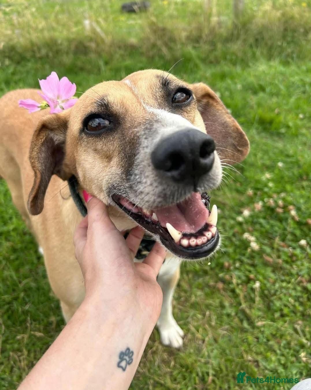 Shandy, a real sweetheart 🧡 — Mixed Breed