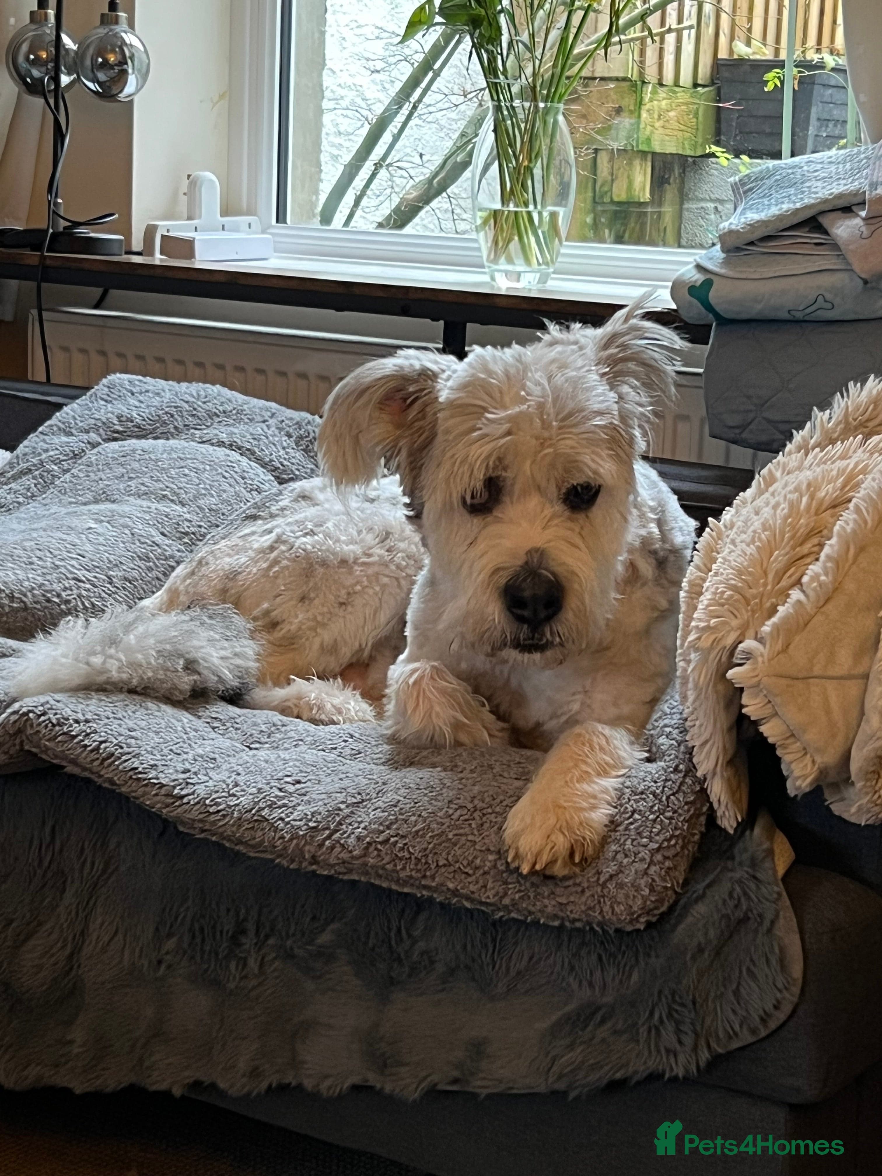 Teddy photo 27