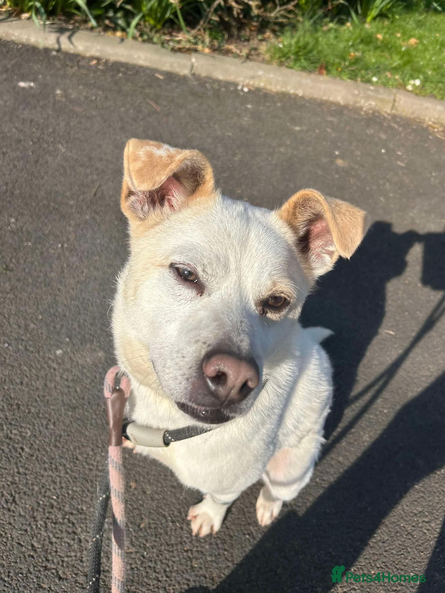 Meet Bear, currently residing in Cheshire photo 3
