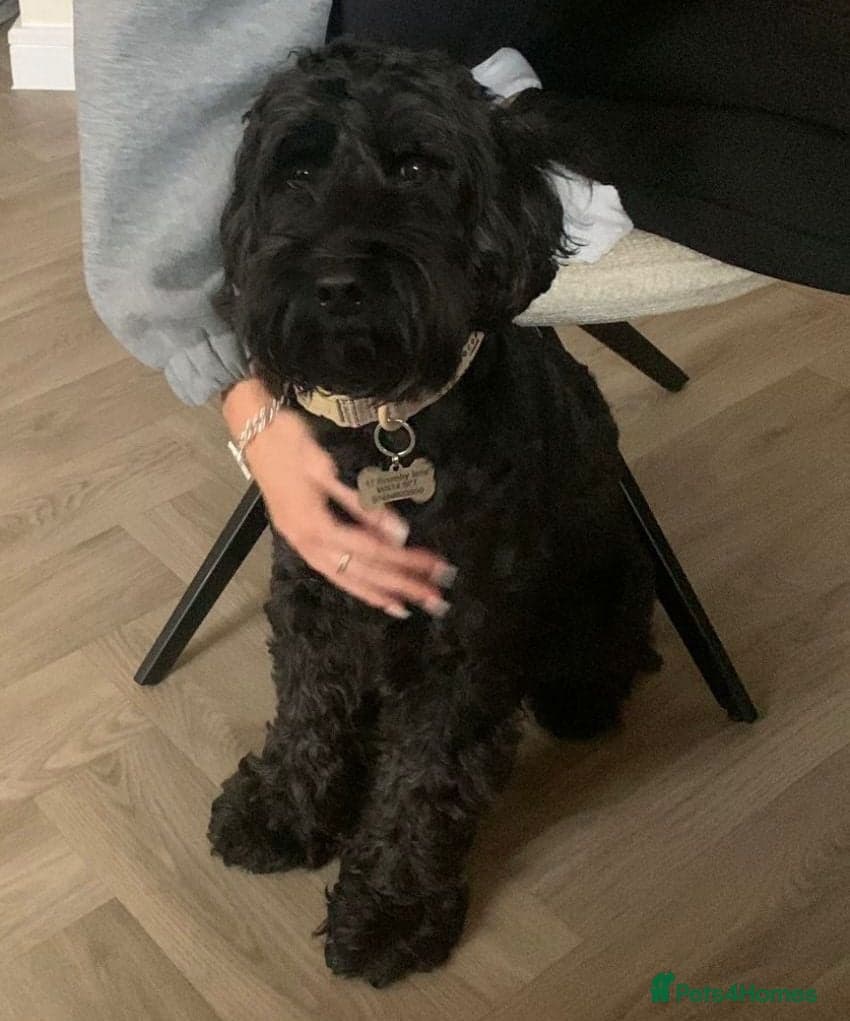 FOSTER or ADOPT💙JACK💙- 4.5-year-old Cockapoo boy photo 4