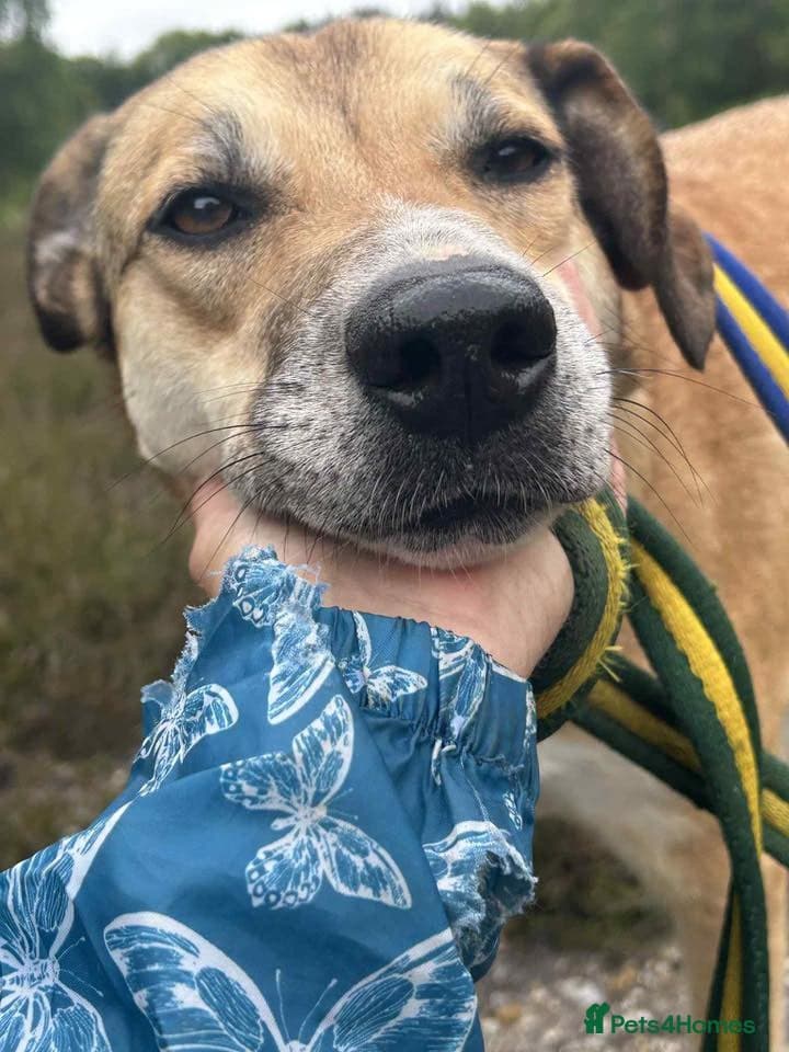 Sara - Norwich Norfolk photo 3