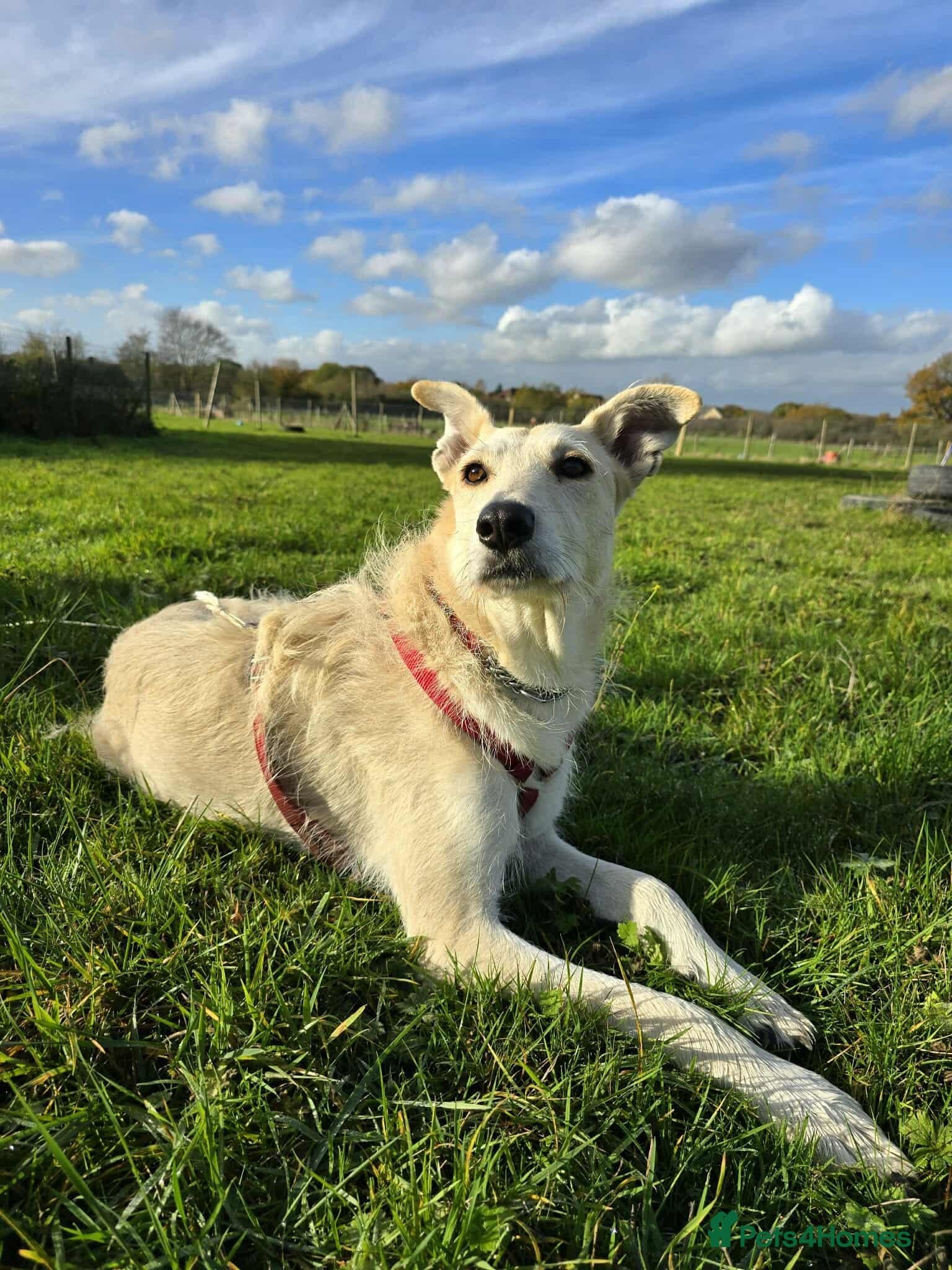 Peggy photo 2