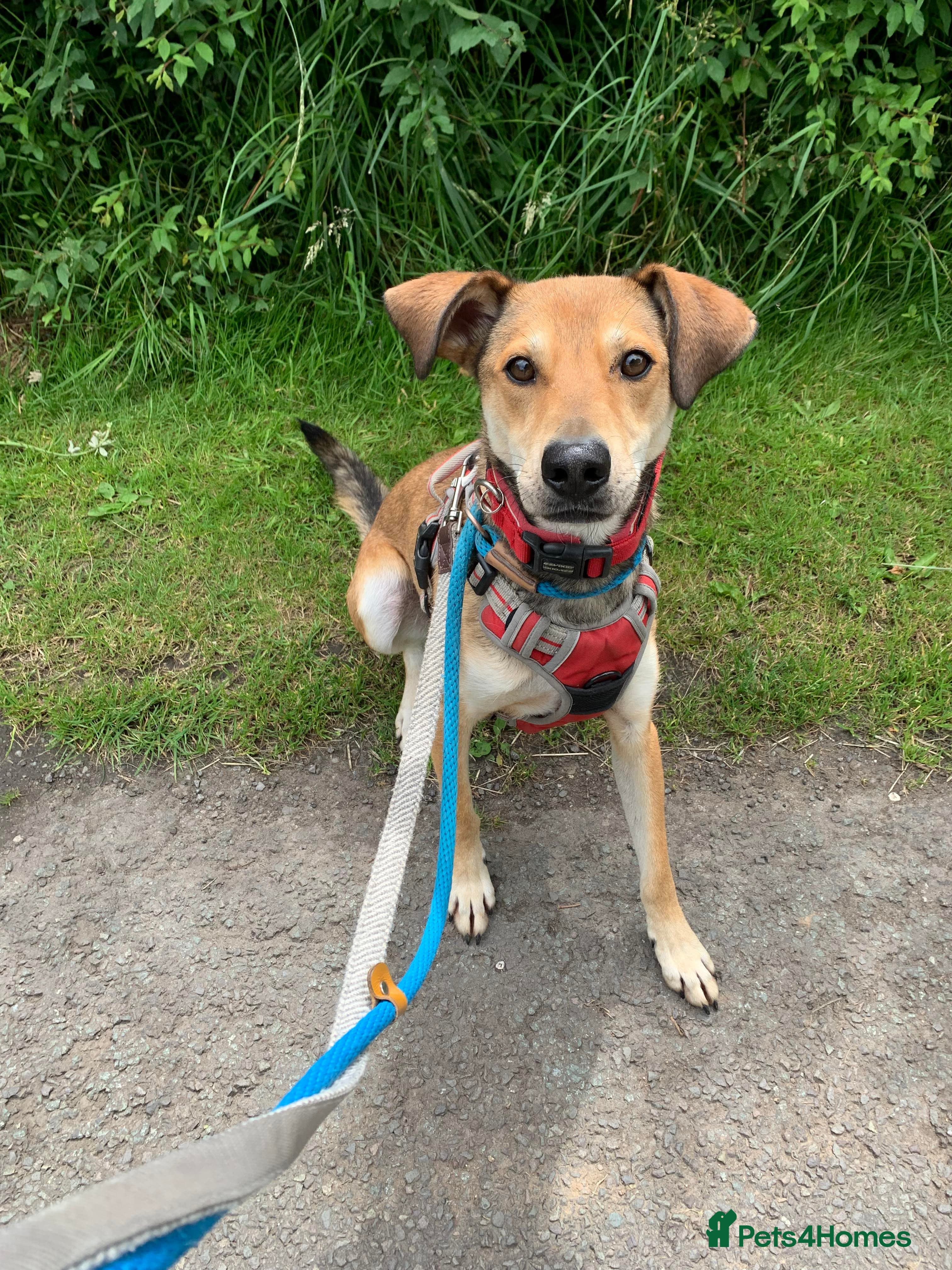 Meet Barney, currently residing in Cheshire photo 2