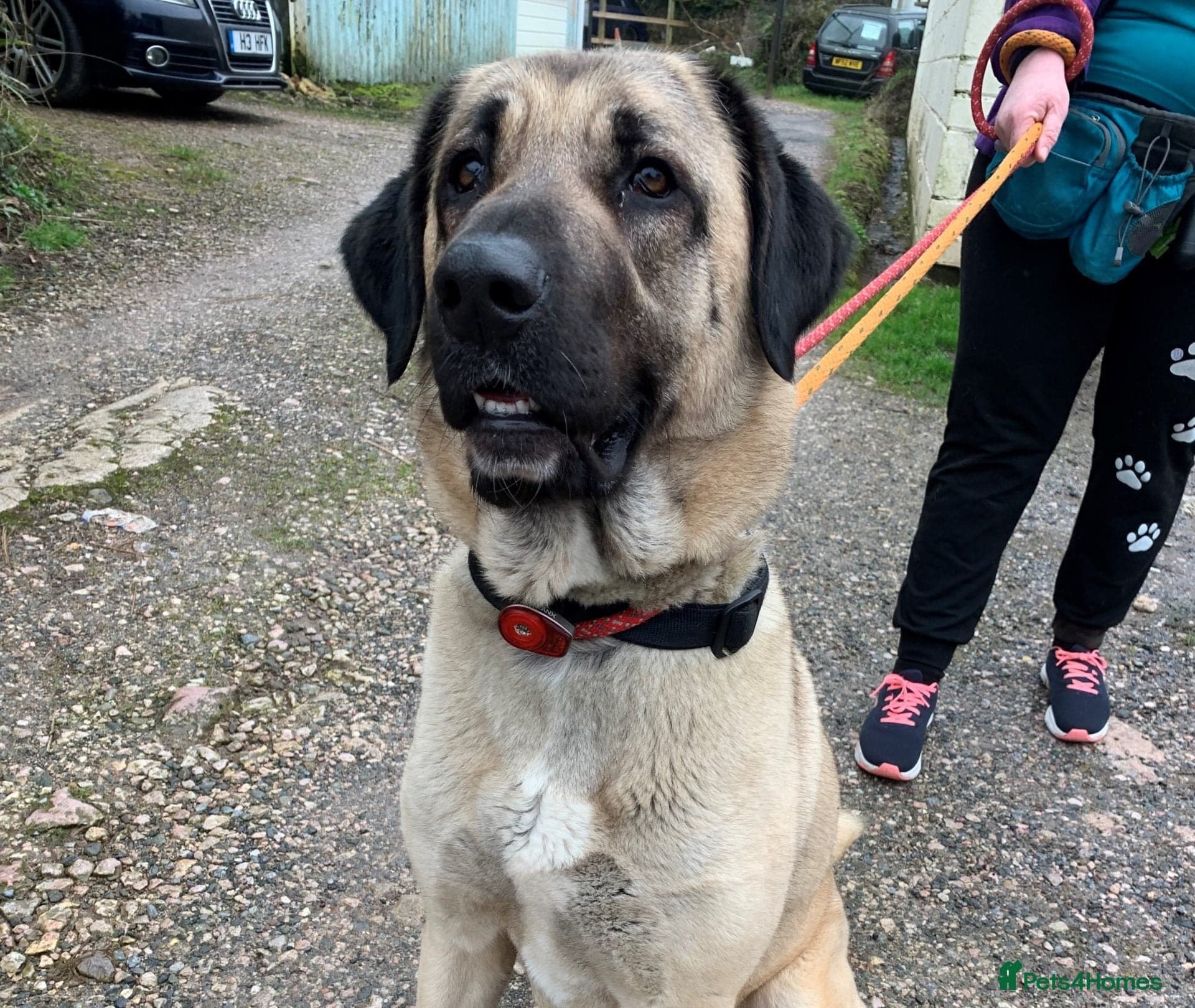 Nokia — Turkish Kangal