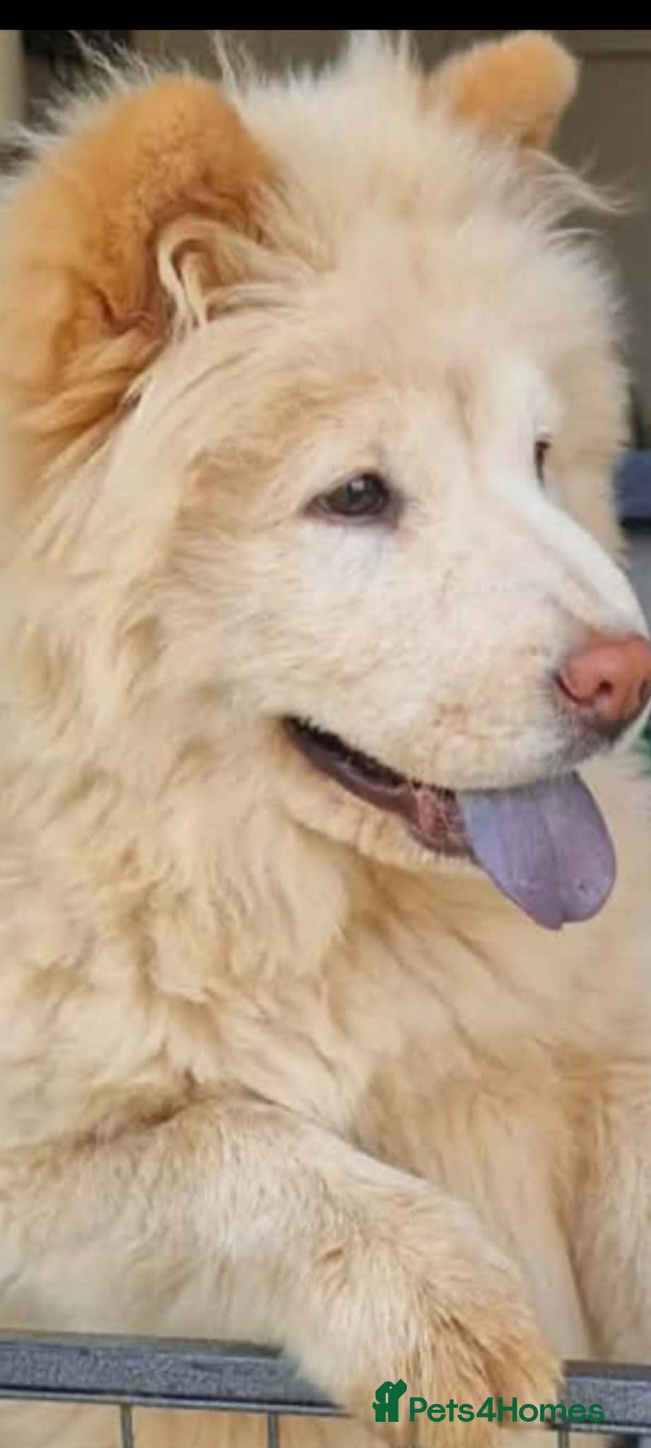 Bella photo 2