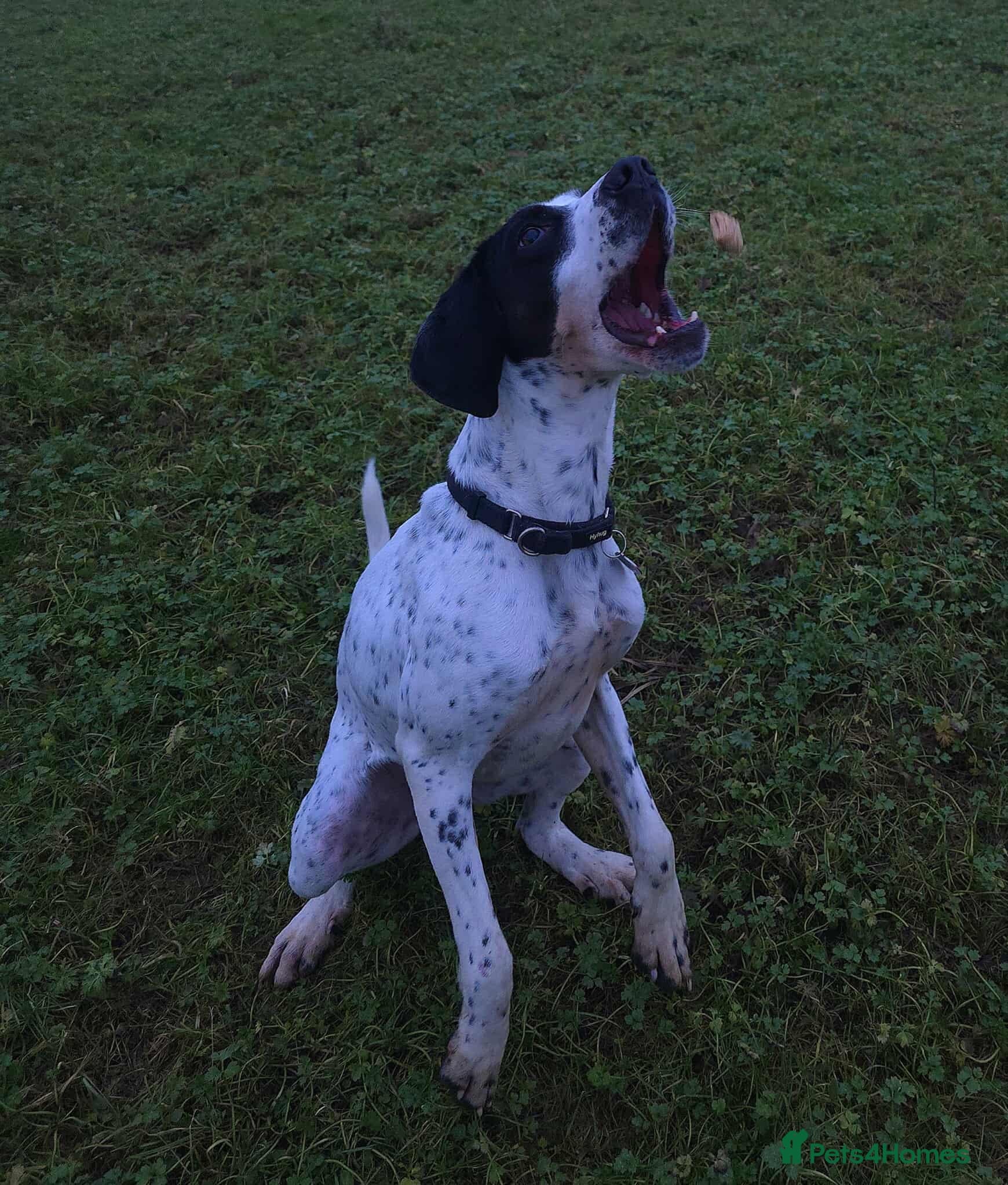 Jasper photo 5