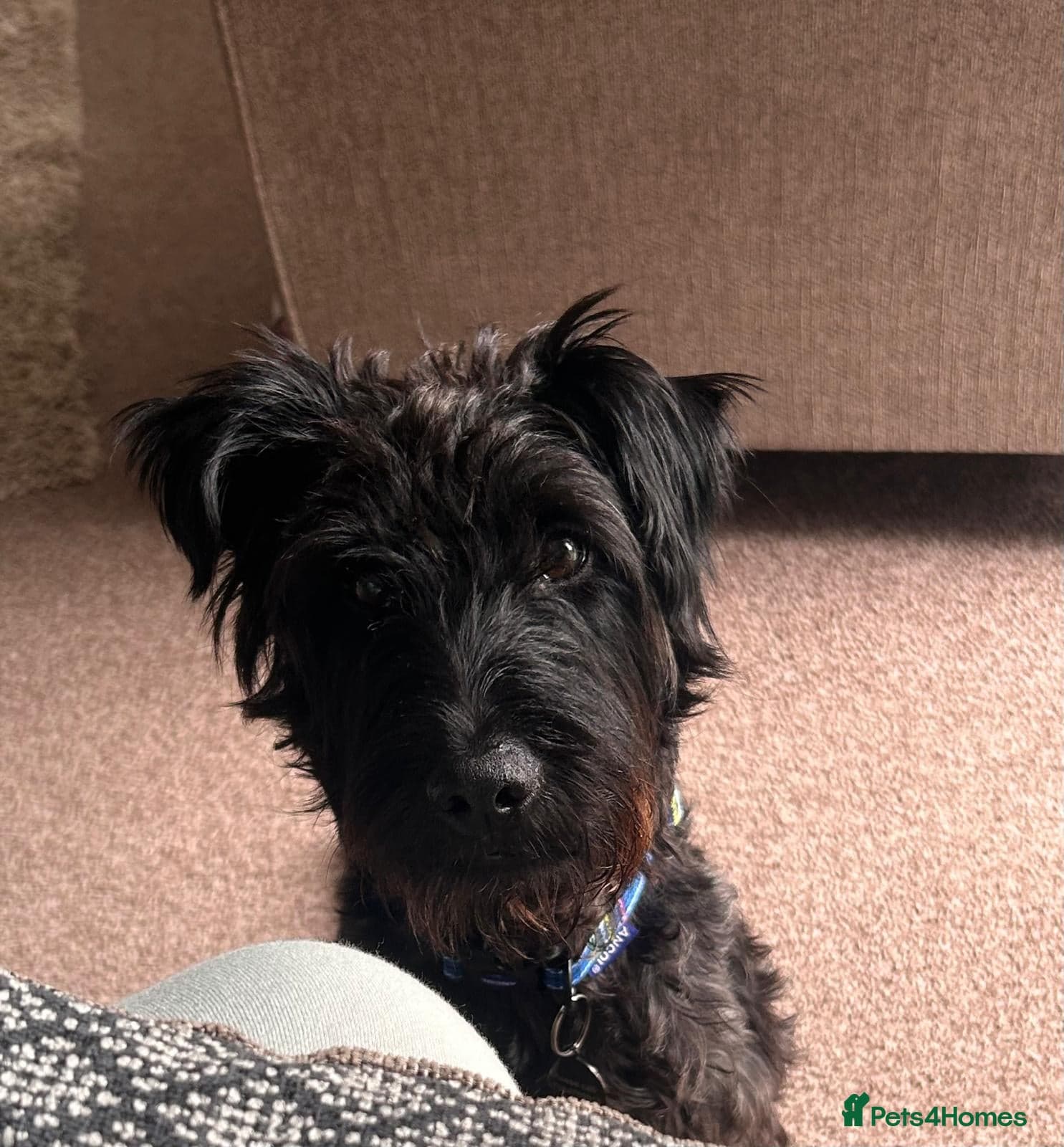 Lovely alfie seeks the quiet life photo 2