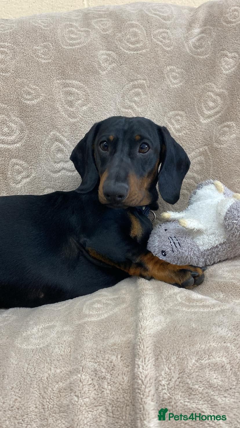 Sausage photo 3