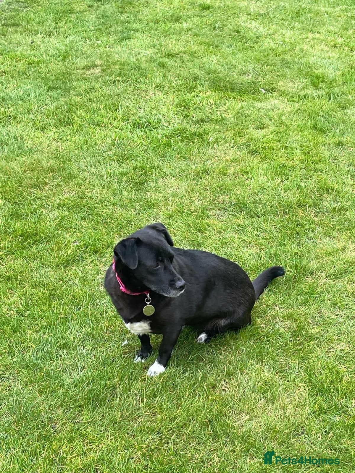 Bramble — Mixed Breed