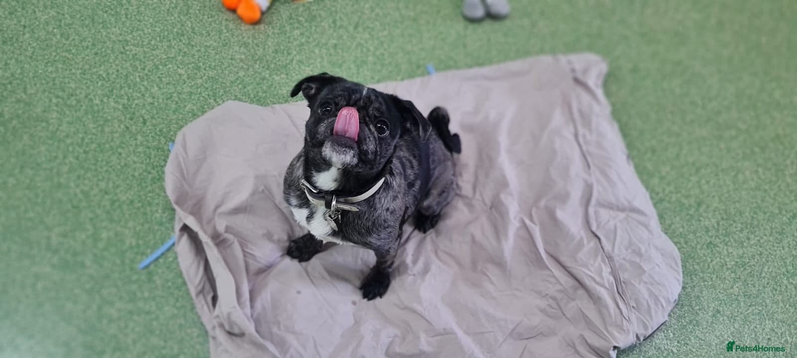 Coco — Pug