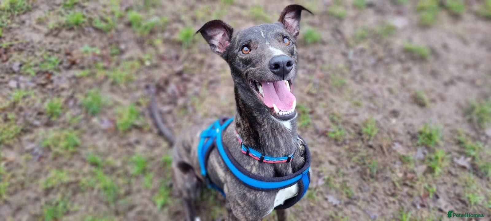 Splash — Lurcher