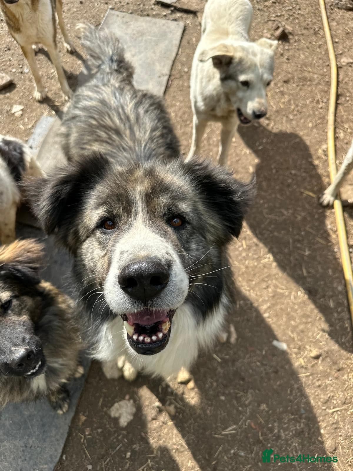 year old Iancu — Mixed Breed