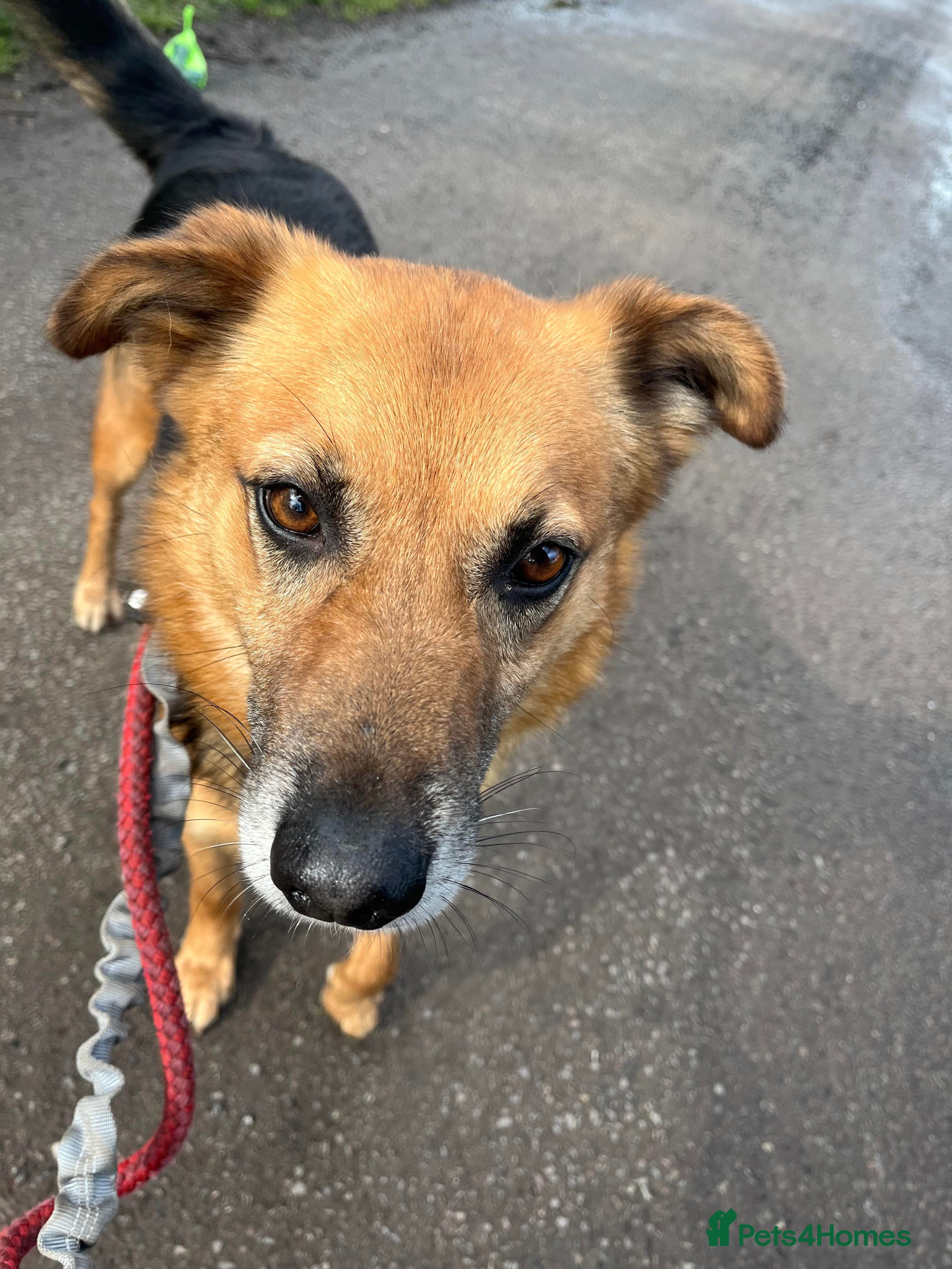 Meet Star, currently residing in Cheshire photo 5