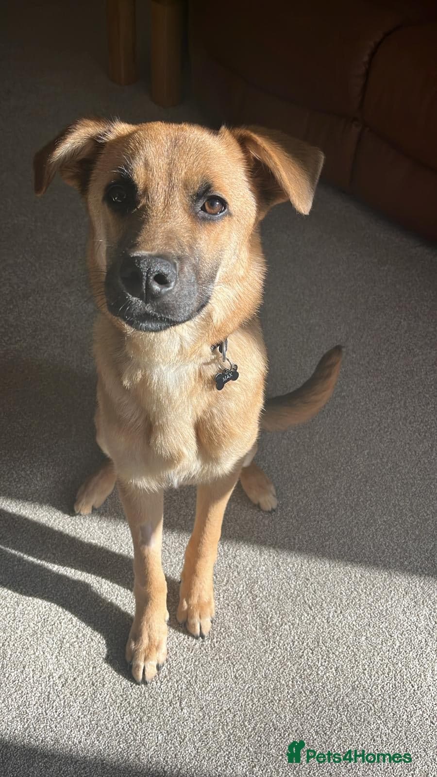 Max 🐶 photo 2