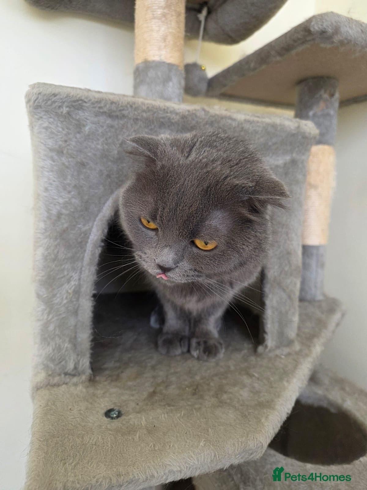 Lady Grey photo 5