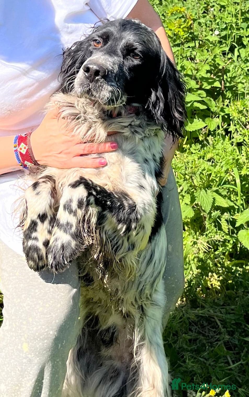 Zeus — English Setter