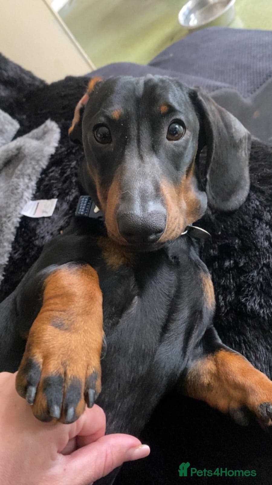 Sausage photo 5