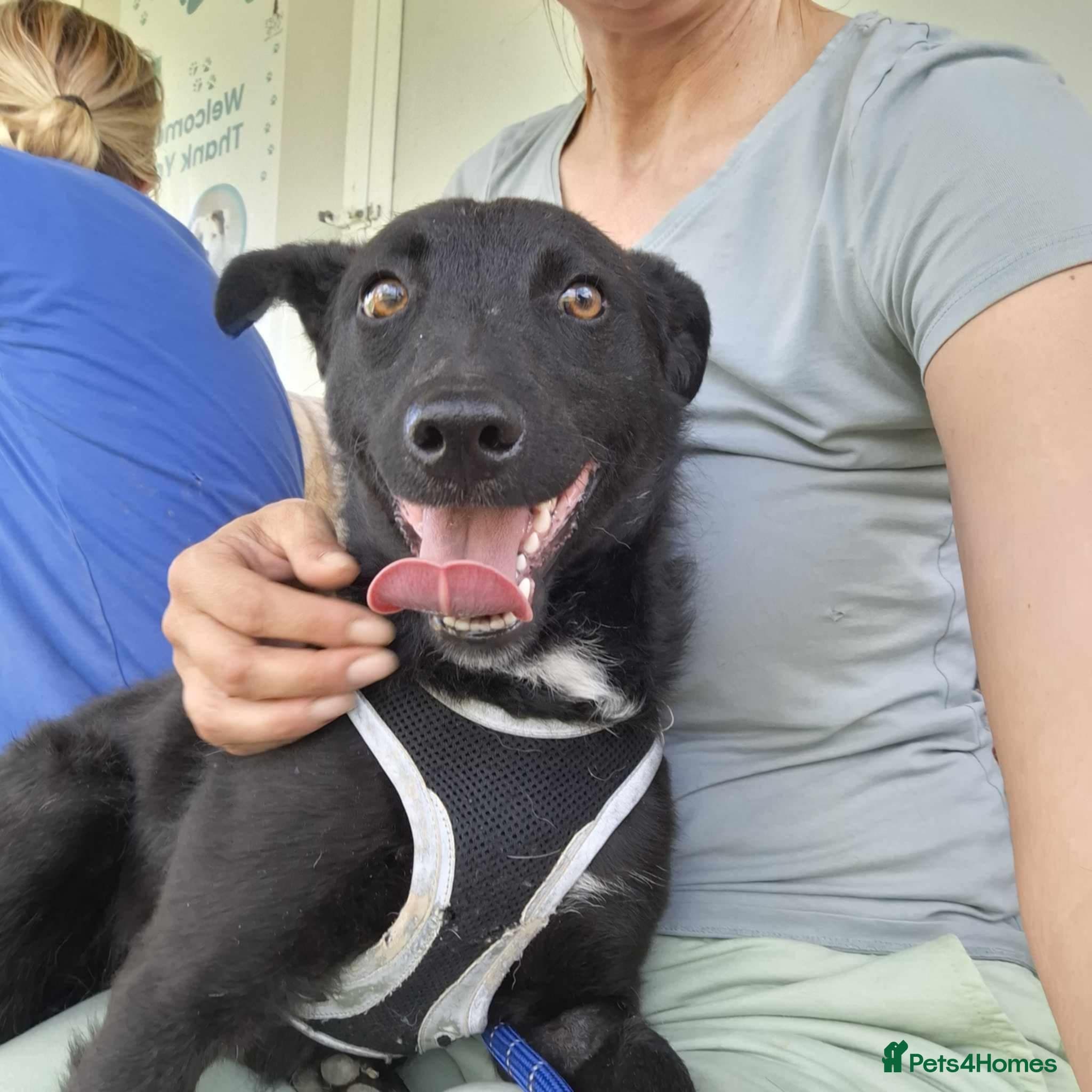 Ari — Mixed Breed