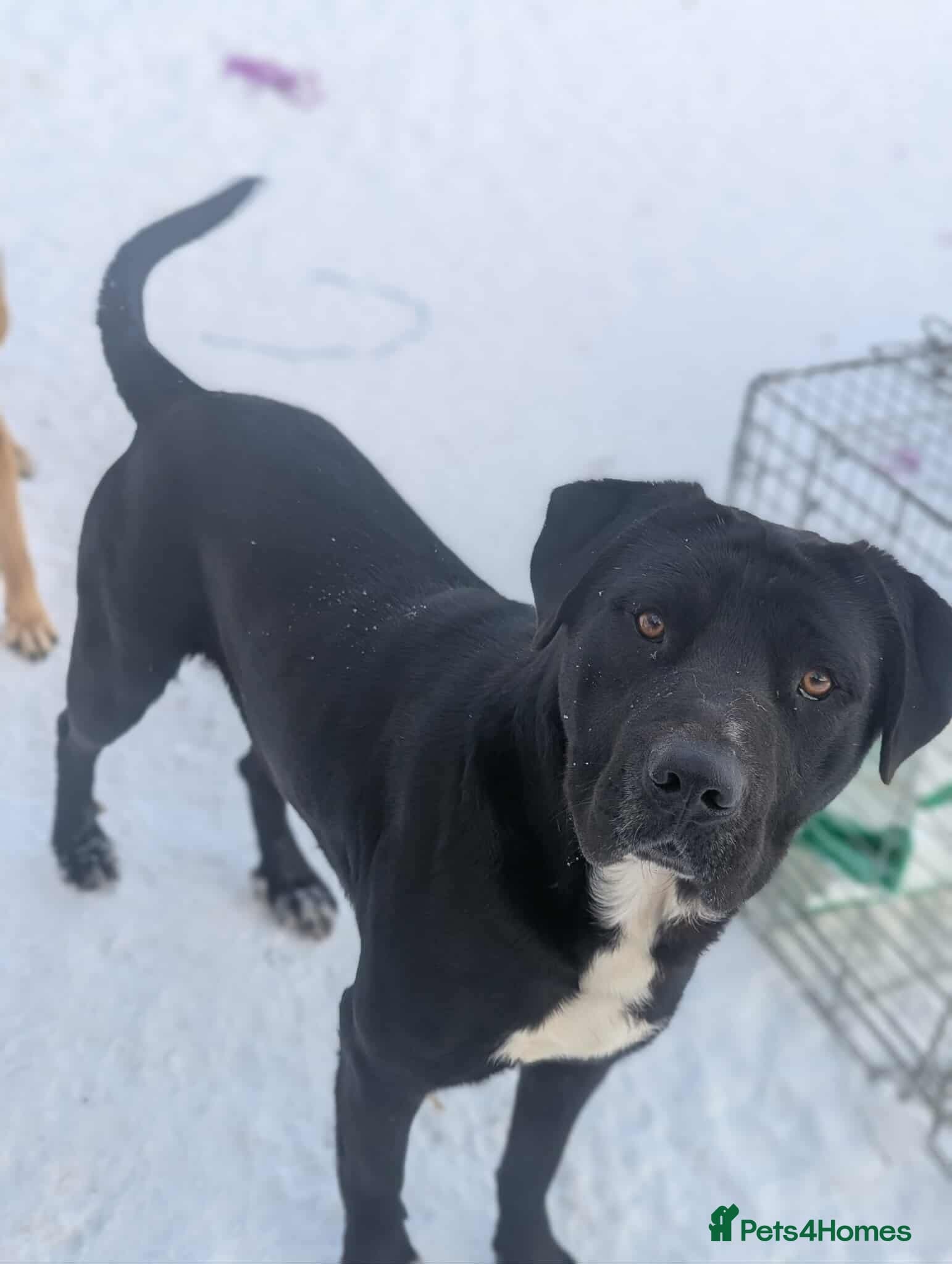 Oreo 🖤 photo 3