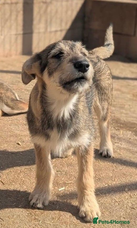 Lucia — Mixed Breed