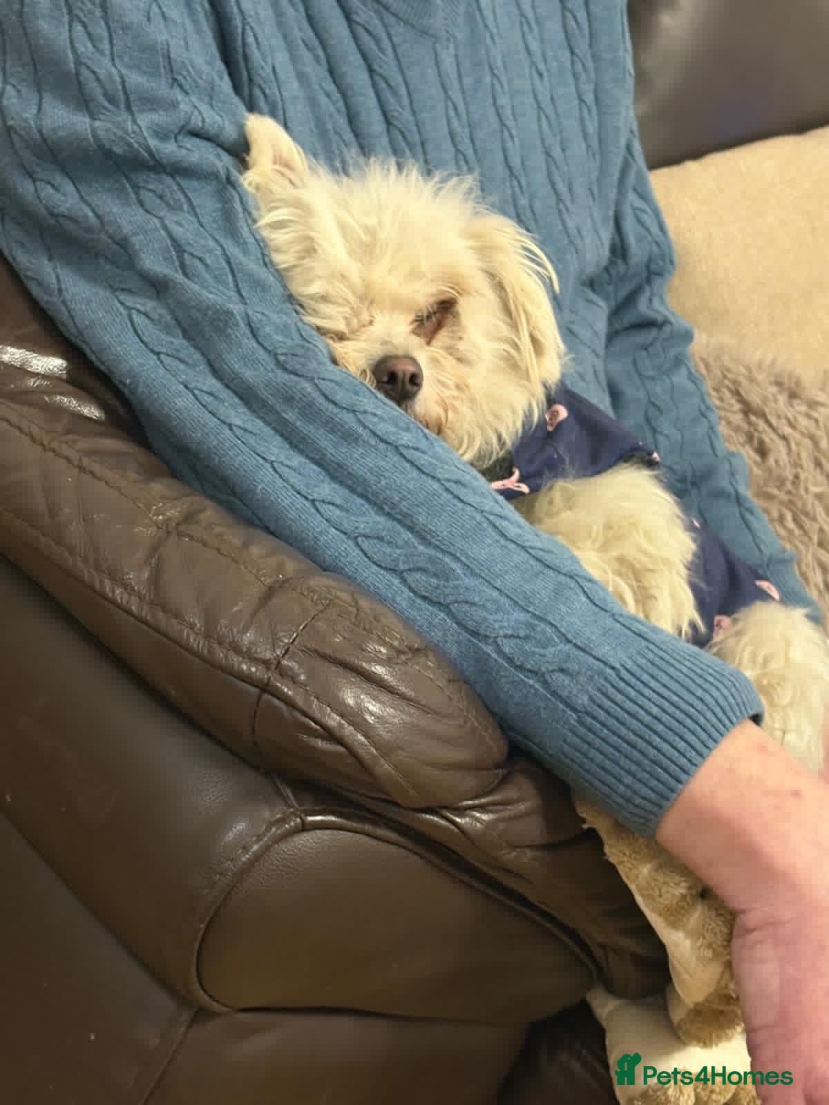 Alvina — Mixed Breed