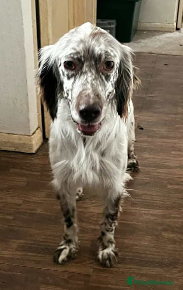 Alfie photo 9