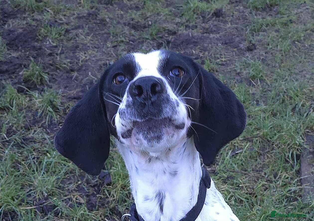 Jasper photo 2