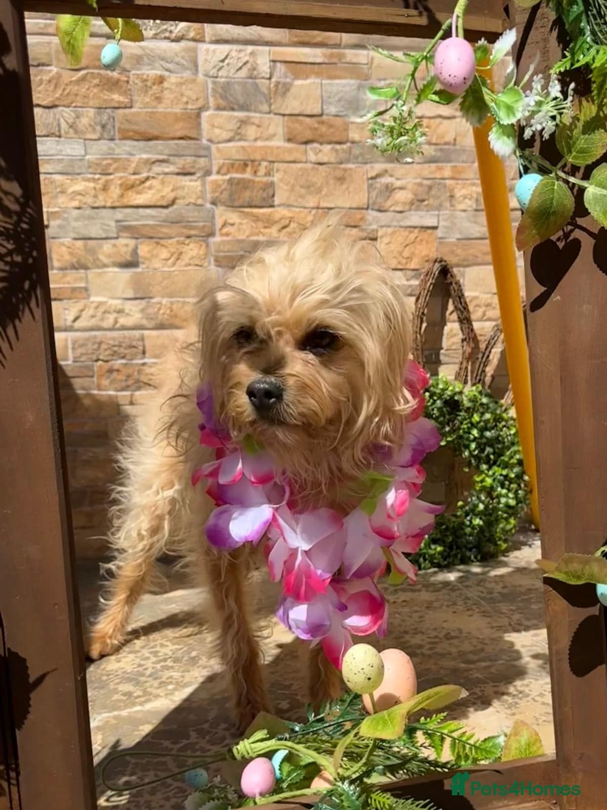 Flora Belle — Mixed Breed