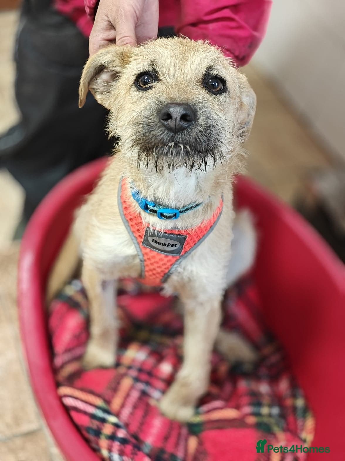 ️🐶 bekki photo 16