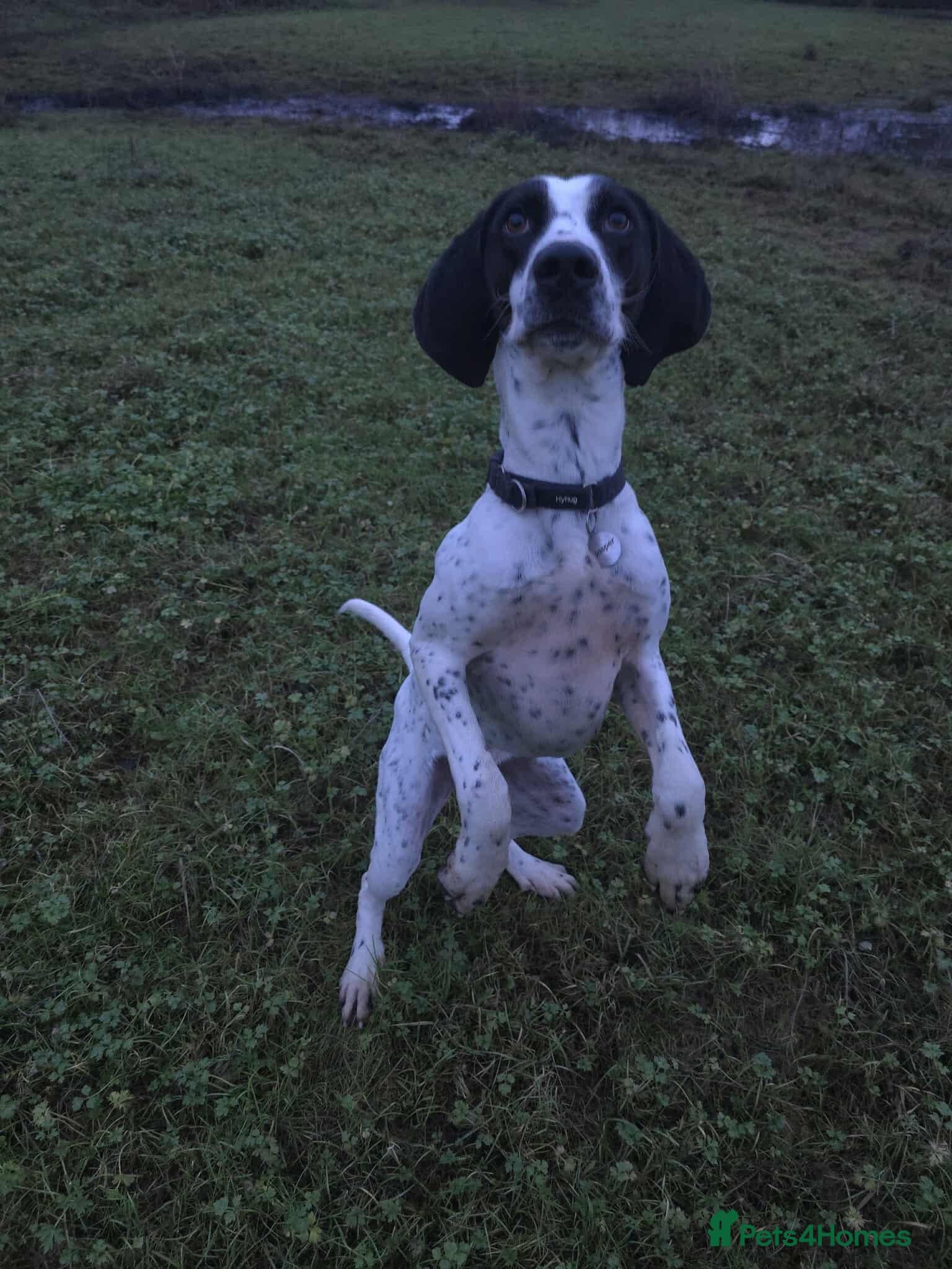 Jasper photo 4