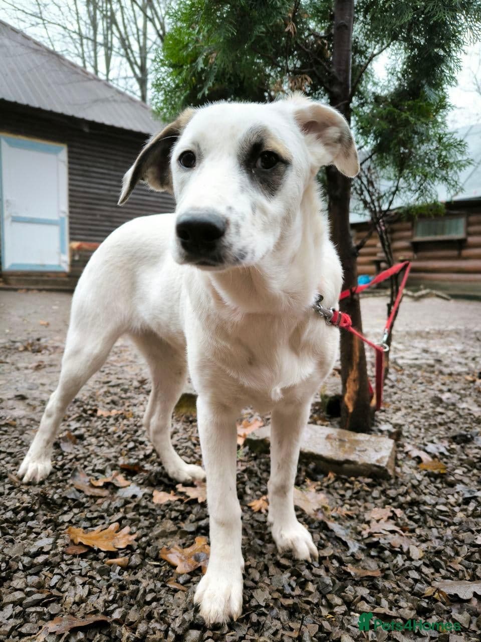 ️PLIAMKA❤️9-month-old loving and playful girl photo 23