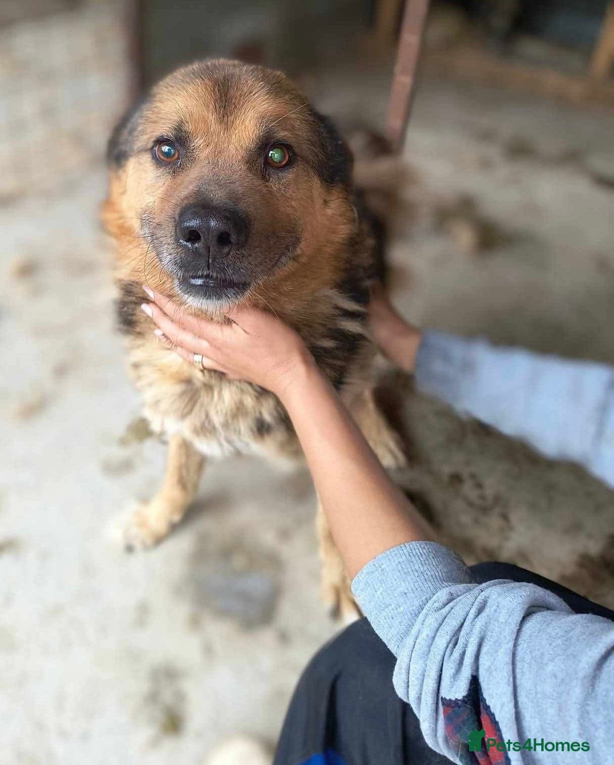 Soul 💙 — Mixed Breed
