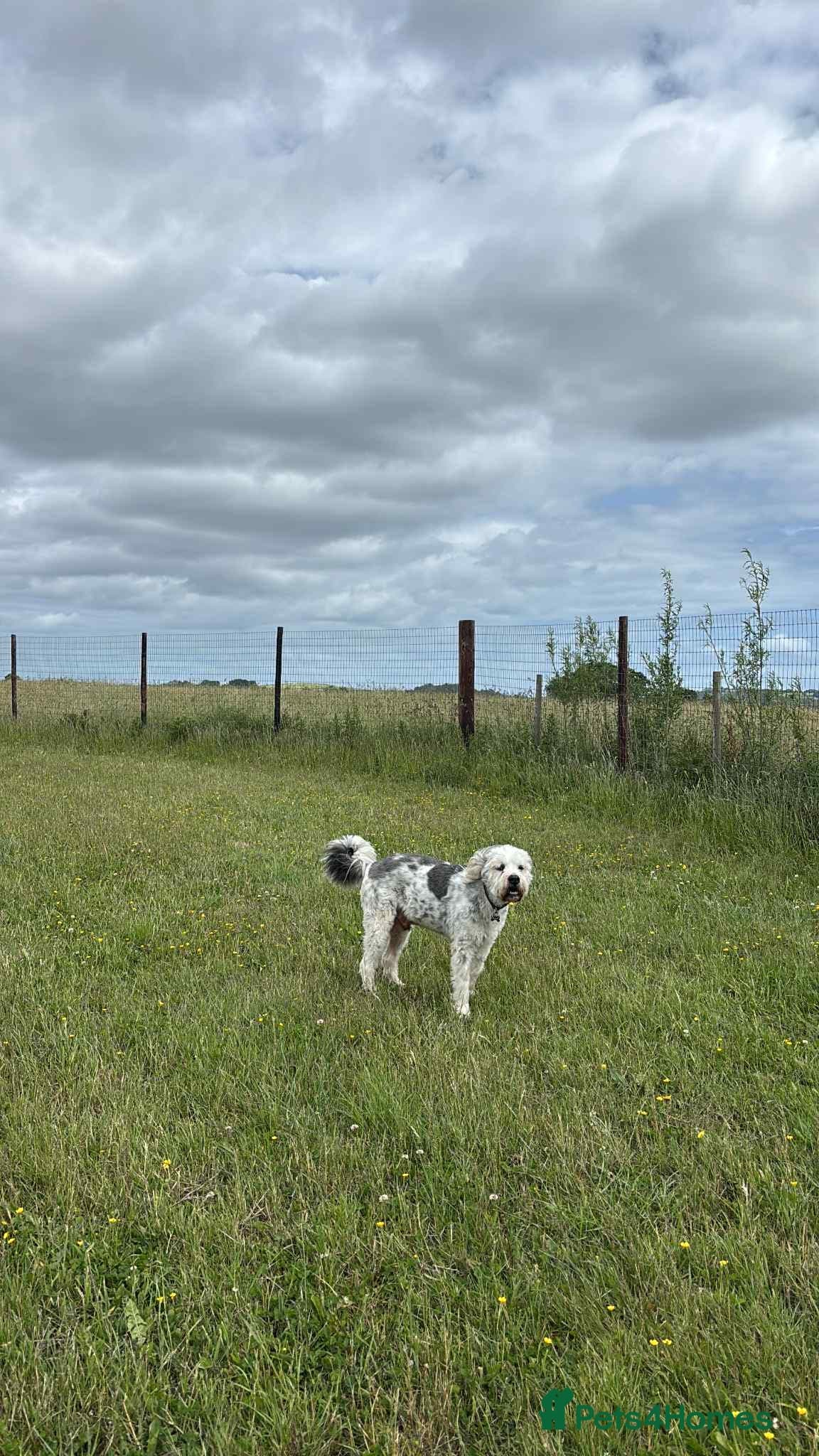 Teddy photo 21