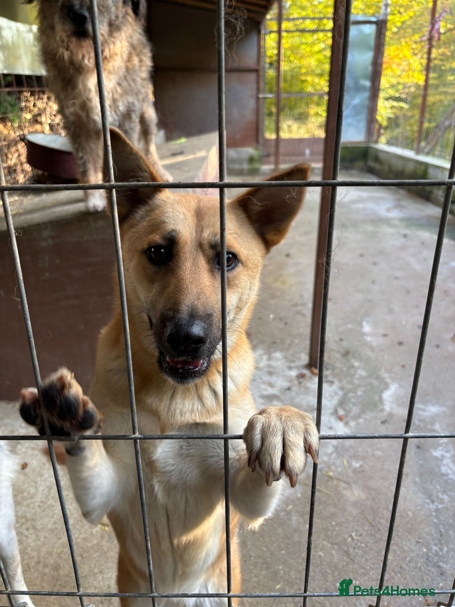 Eva — Mixed Breed