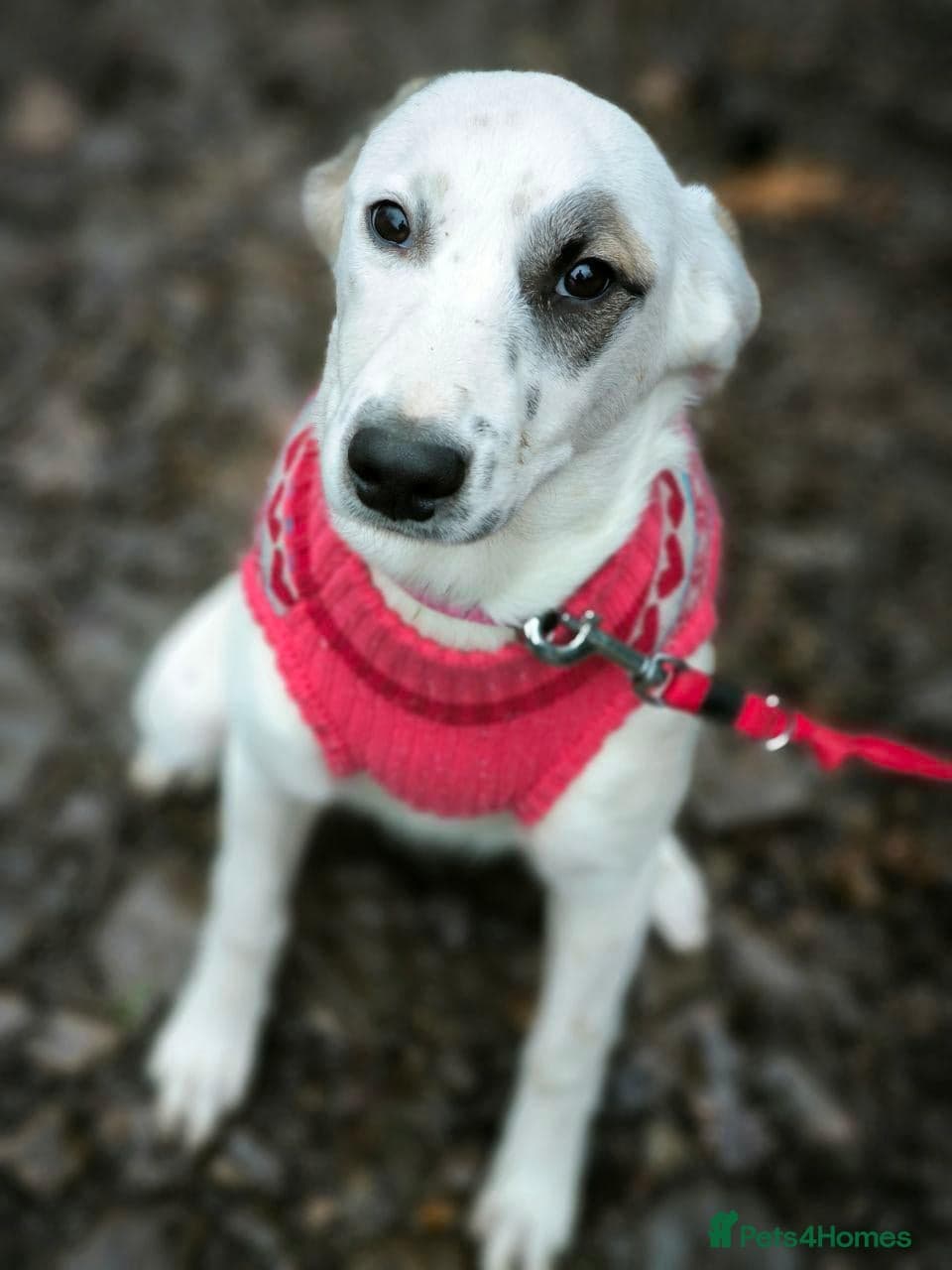 ️PLIAMKA❤️9-month-old loving and playful girl photo 29