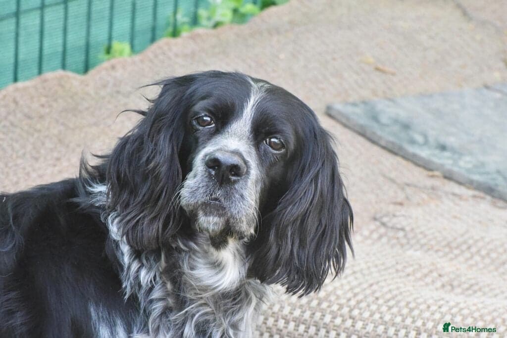 Kataleya — English Setter
