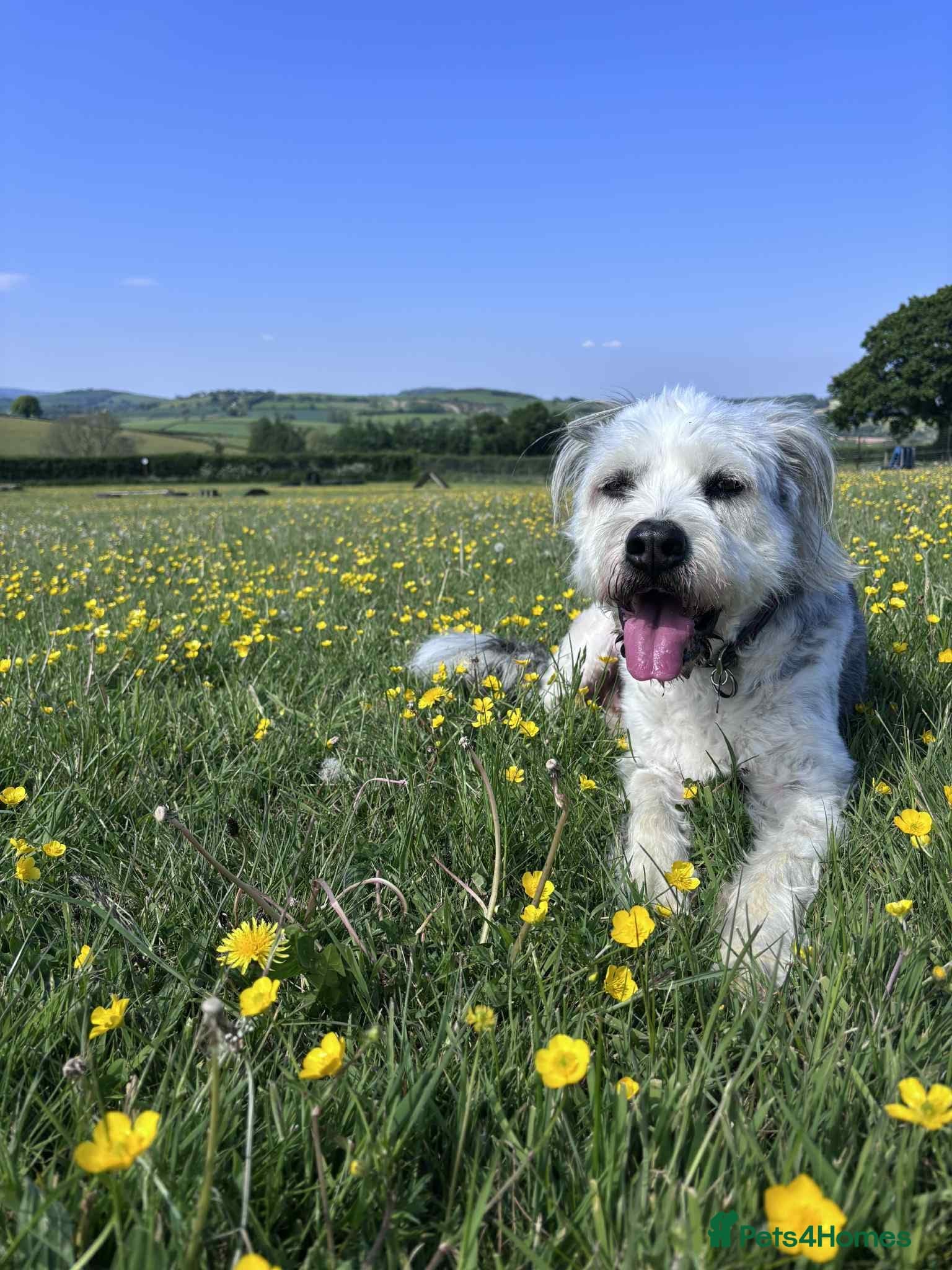 Teddy photo 20