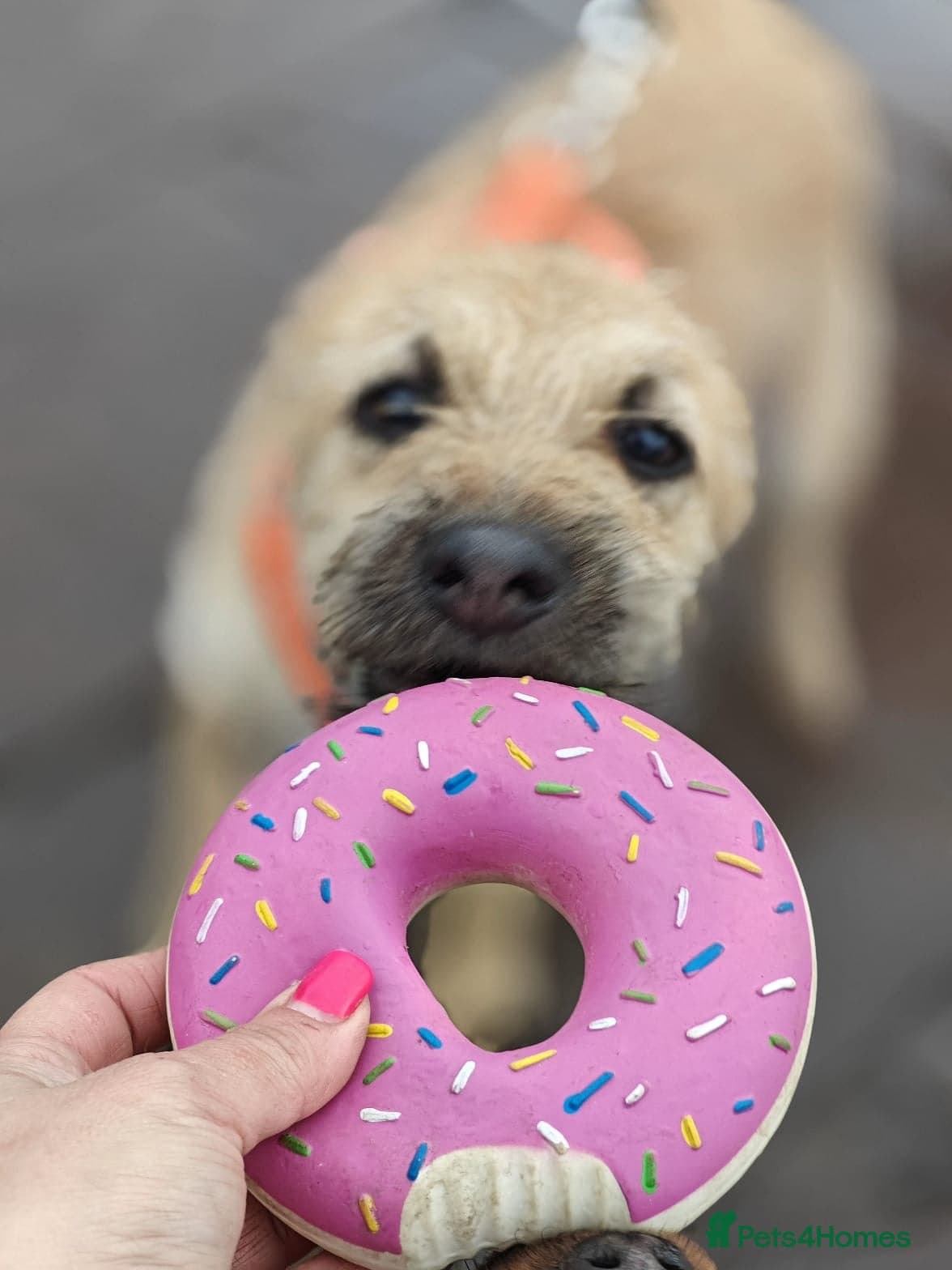 ️🐶 bekki photo 11