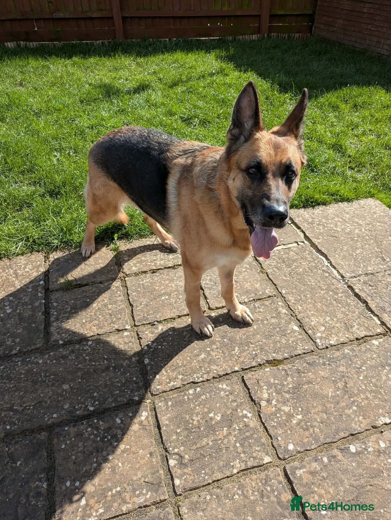 Amy - Norwich Norfolk — German Shepherd