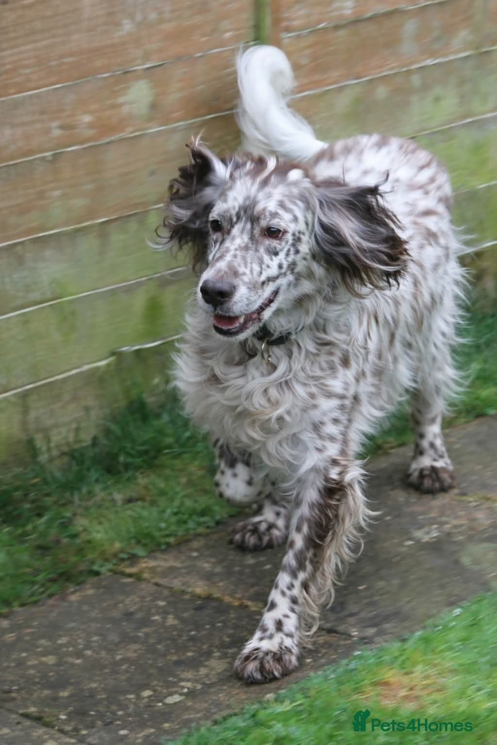 Alfie photo 2