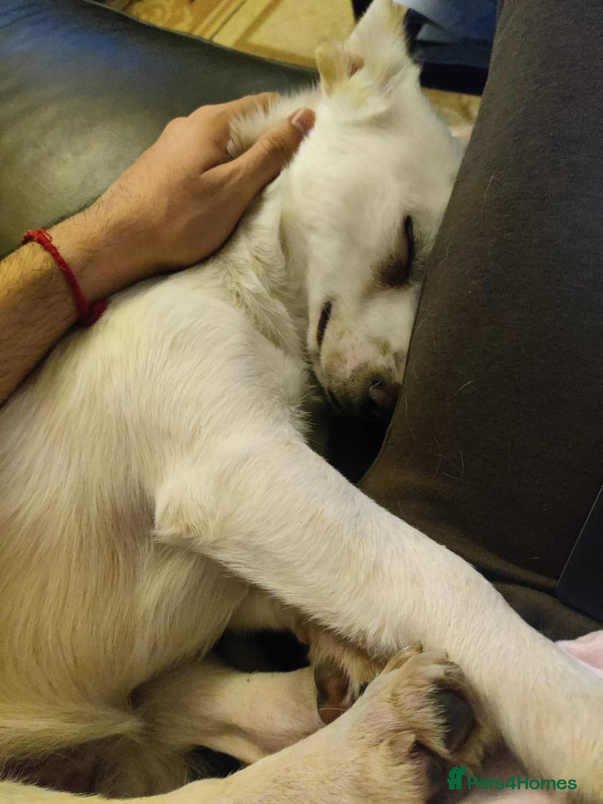 Chance photo 9