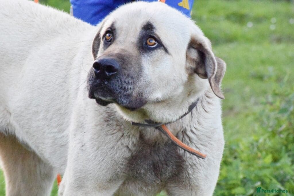 Neo — Mastiff