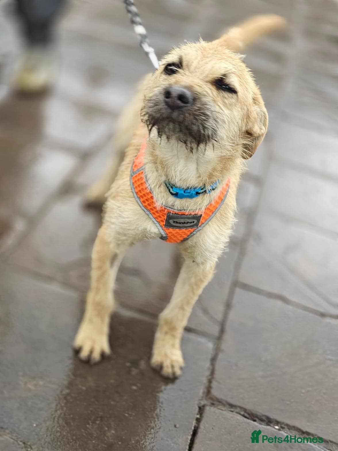 ️🐶 bekki photo 19