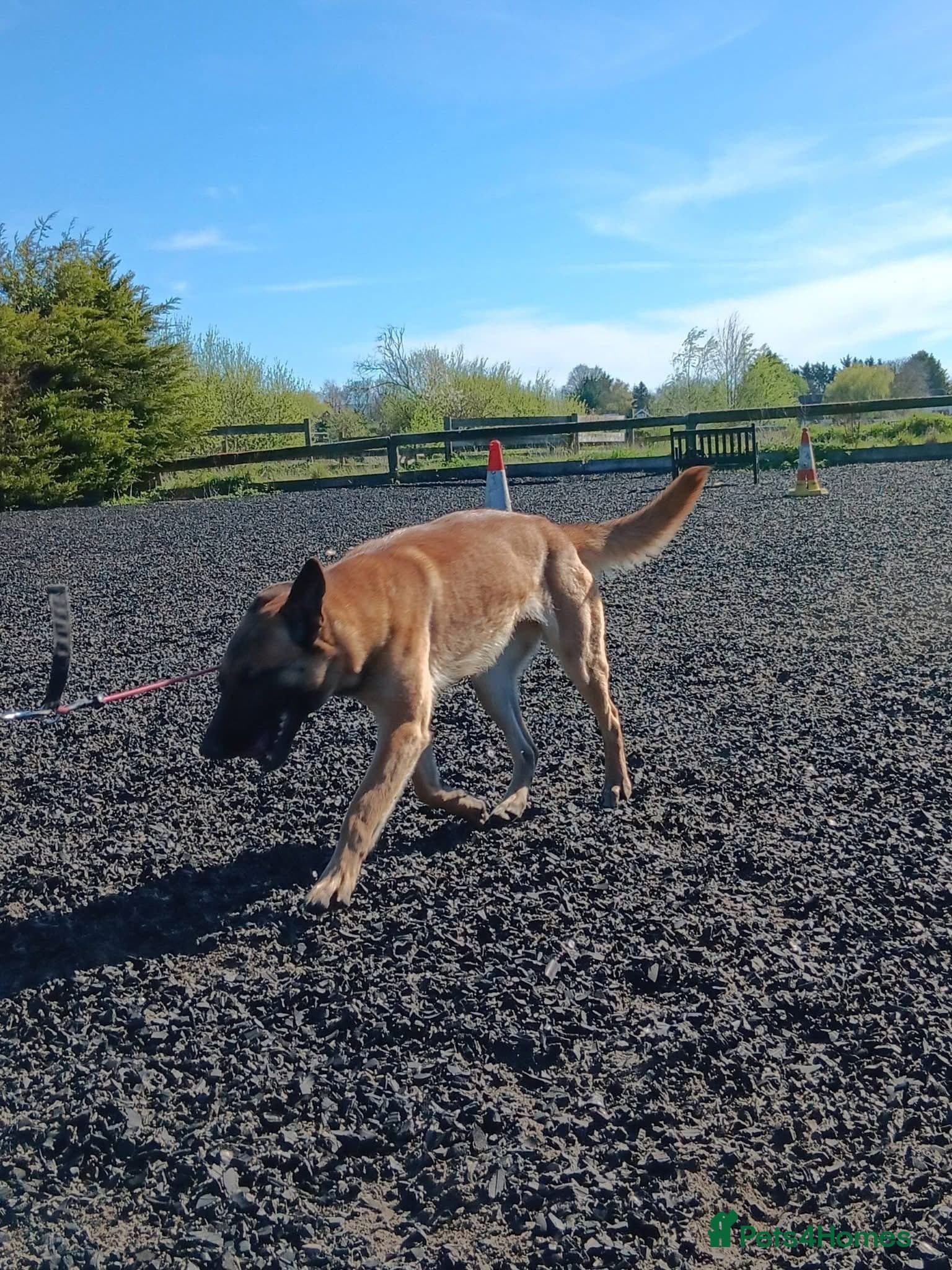 BEK - Malinois photo 2