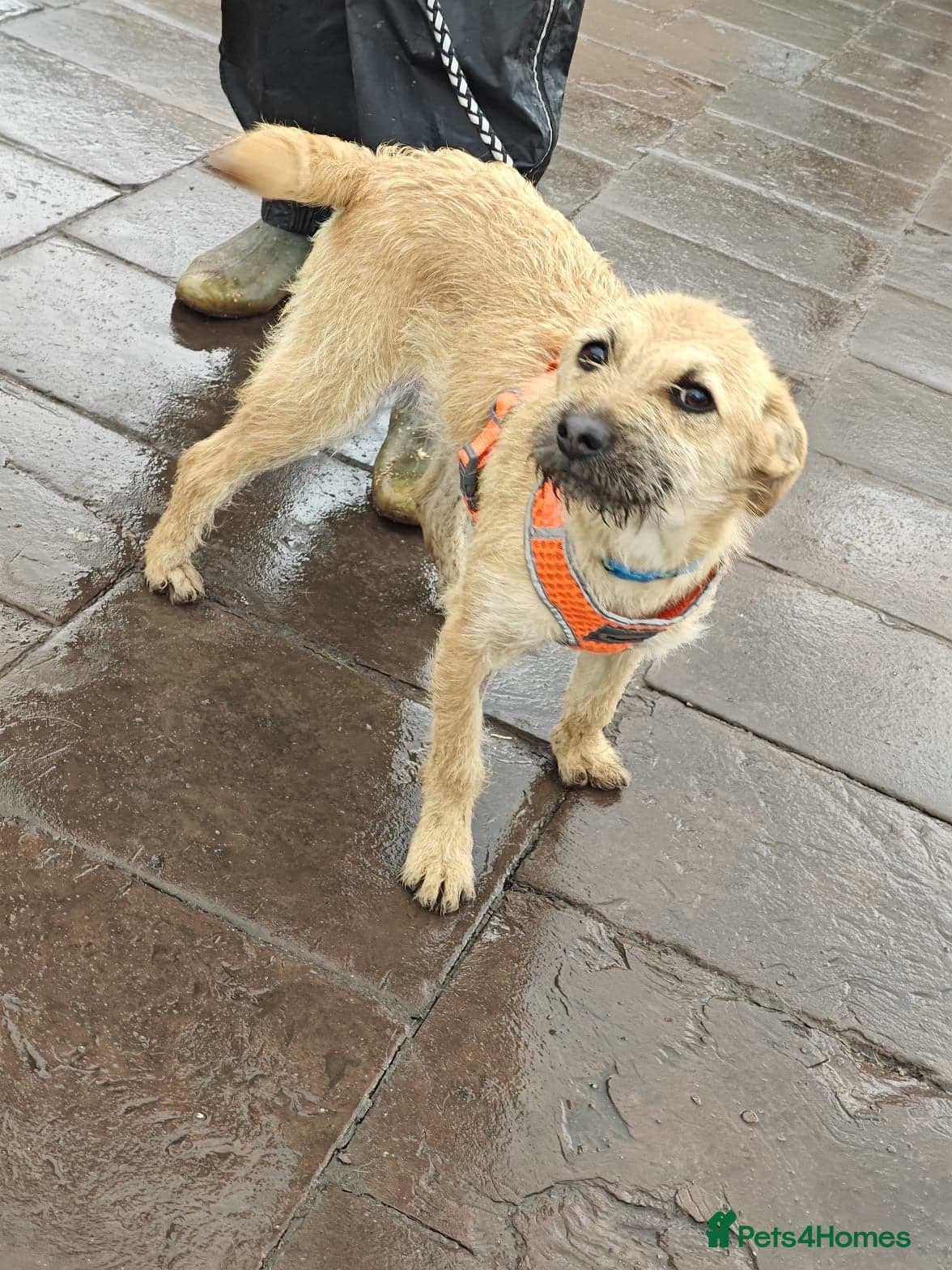 ️🐶 bekki photo 20