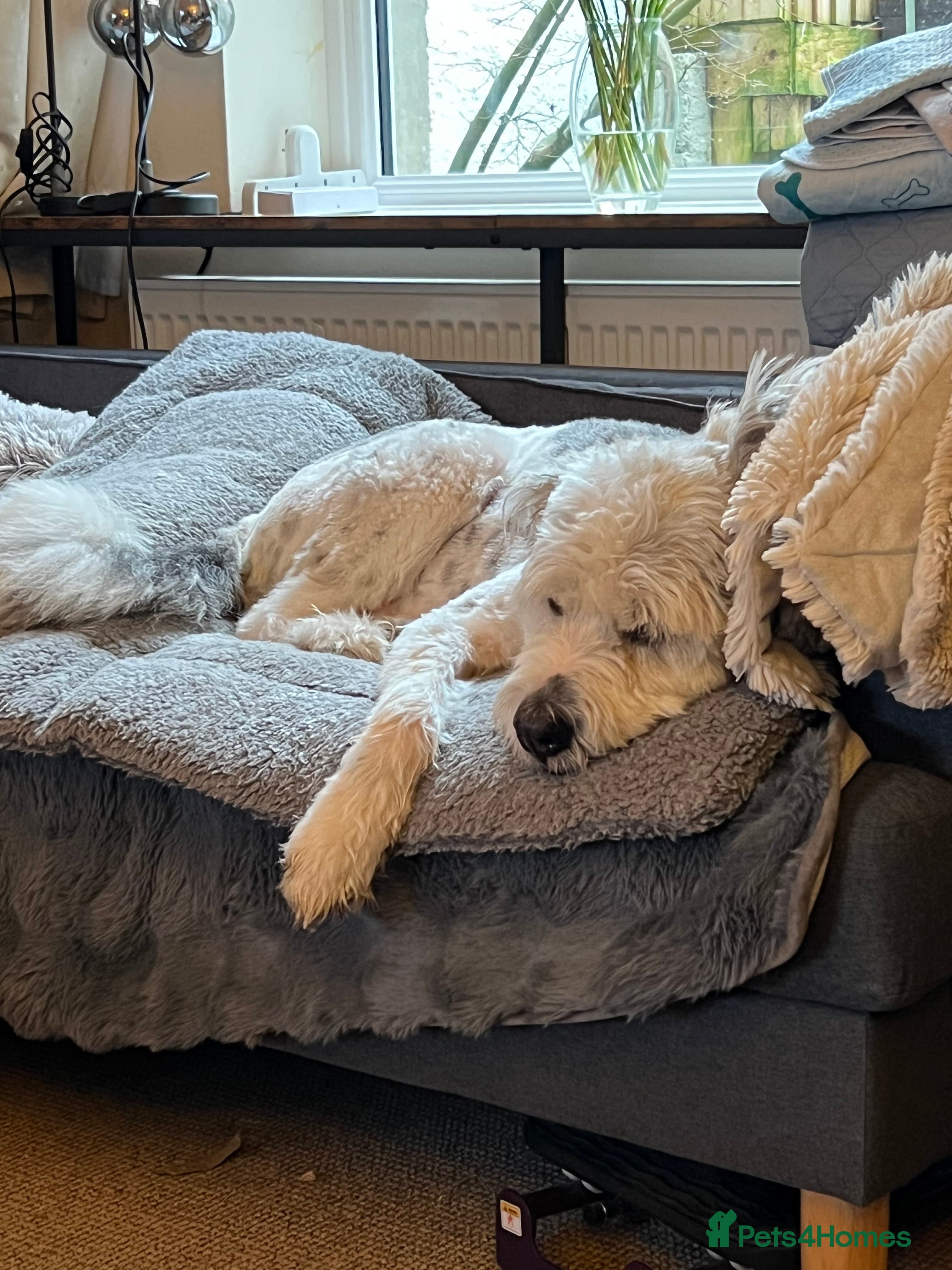 Teddy photo 29