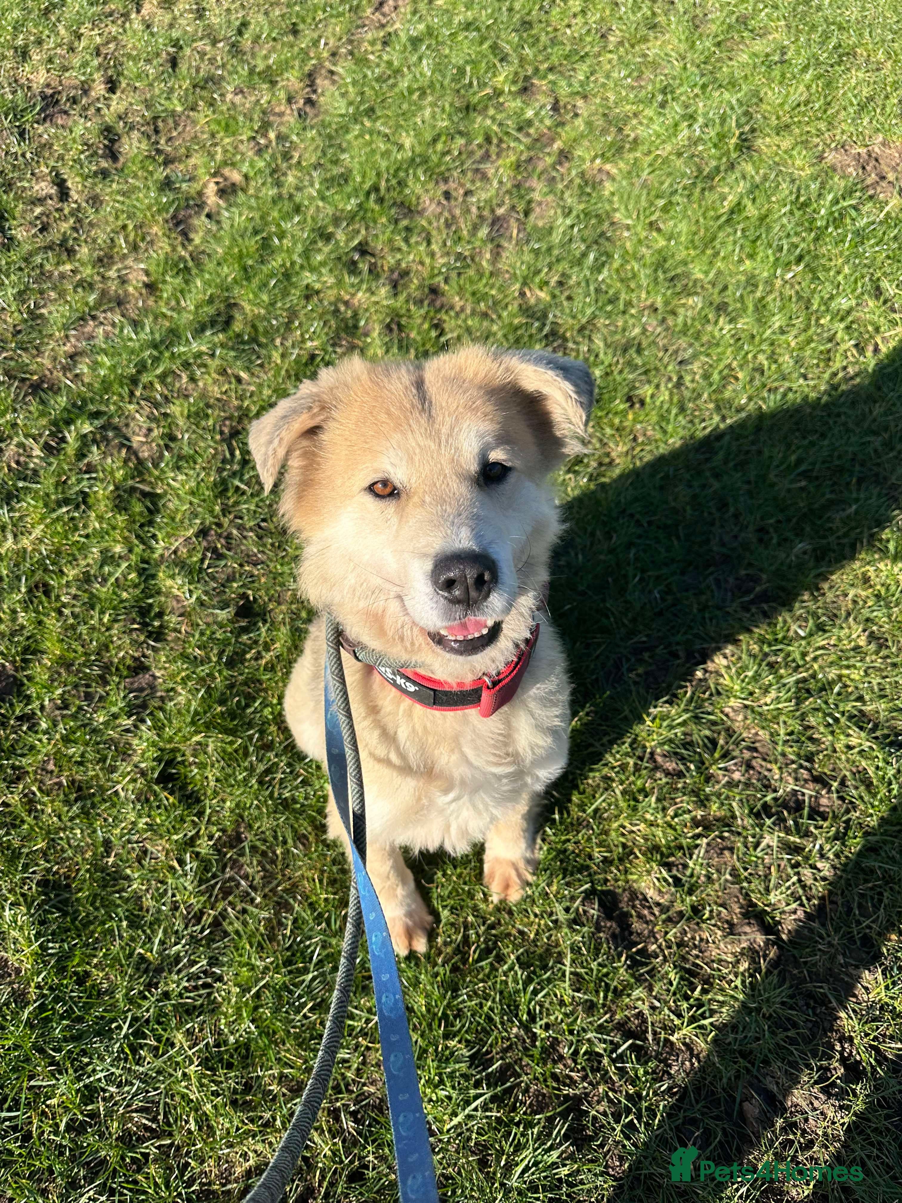 Meet Paddy, currently residing in Cheshire photo 2